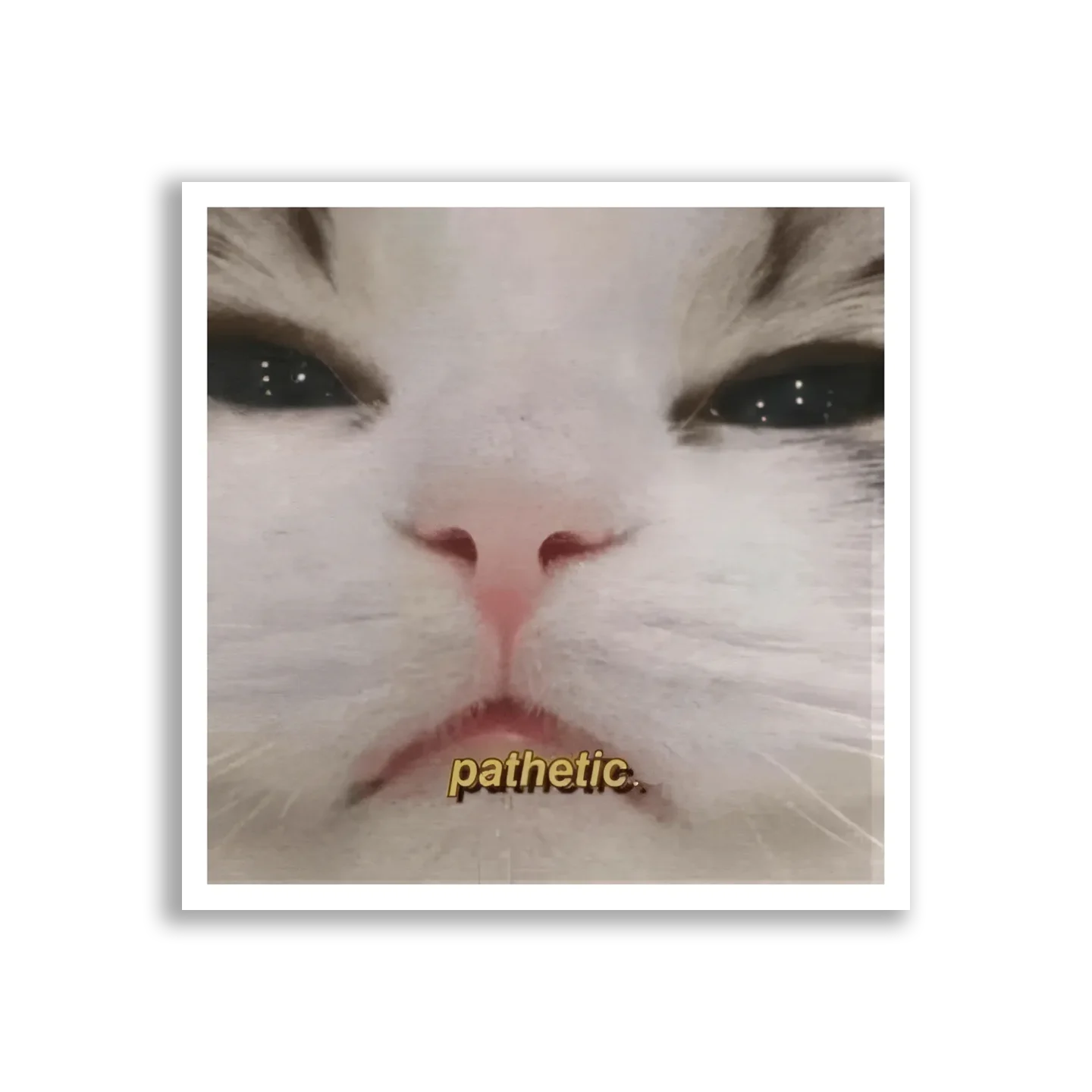 Pathetic Cat Close-Up Sticker